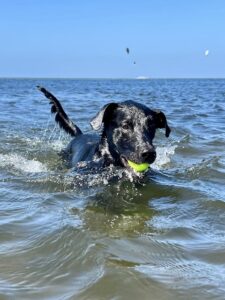 Dvo is dog of the month