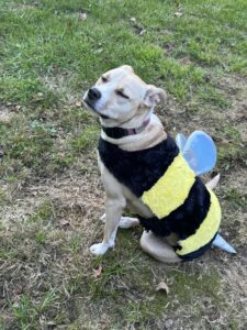 Juniper is dog of the month