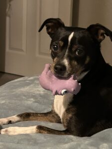 Pippin is dog of the month