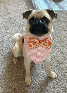 Chadwick is dog of the month