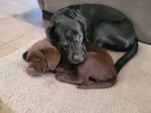 Ada & River is dog of the month