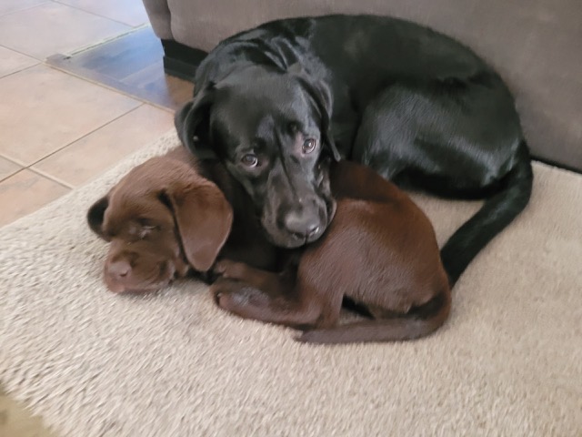 Ada & River